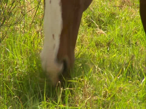 Horse Stock-Footage 22243006