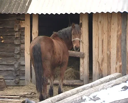 Horse Stock Footage 22480901