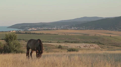 Horse 動画素材 22733301