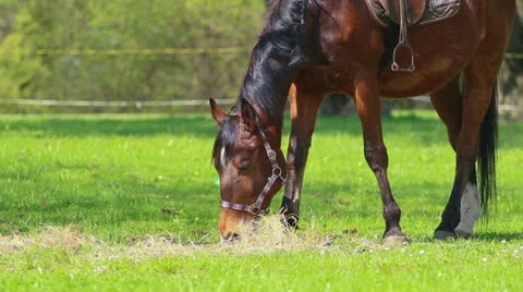 Horse Stock Footage 23167703