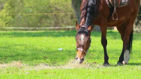 Horse Stock Footage 23167707