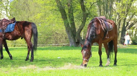 Horse Stock Footage 23167714