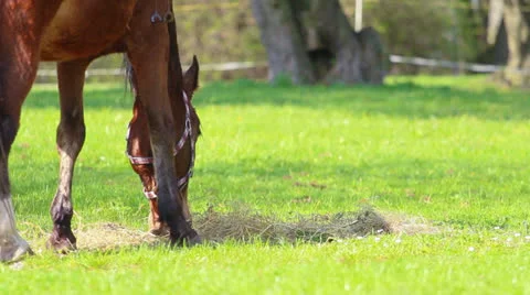 Horse Stock Footage 23167730