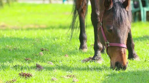 Horse Stock Footage 23167735