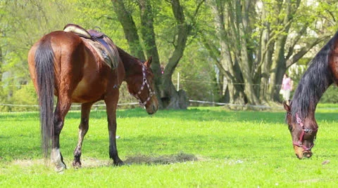 Horse Stock Footage