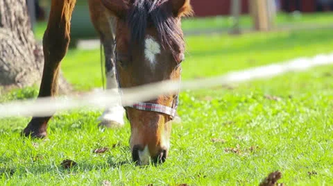 Horse Stock Footage 23167756