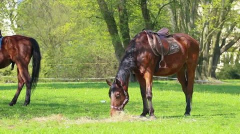 Horse Stock Footage 23167761