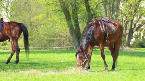 Horse Stock Footage 23167770