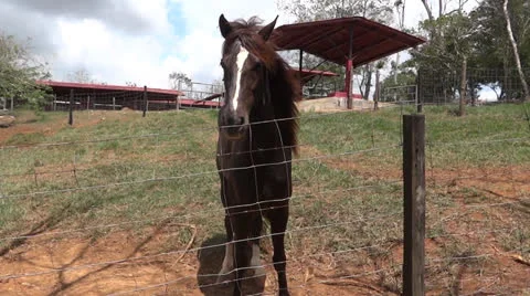 Horse Stock-Footage 23578149