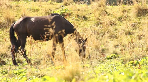 Horse Stock Footage 24801486