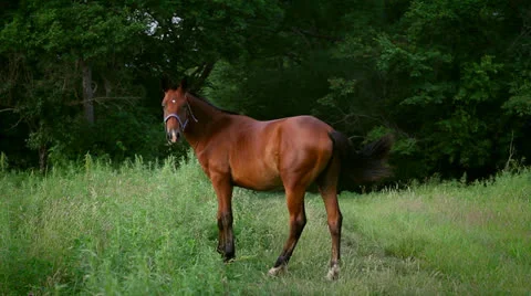 Horse Stock Footage 25525837