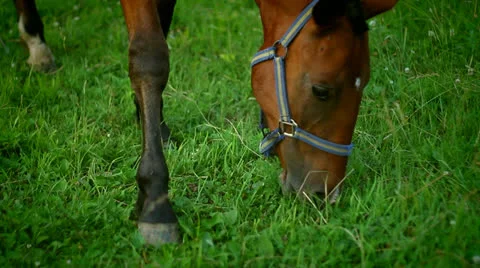 Horse Stock Footage 25529755