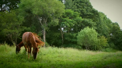 Horse Video stock 25531099