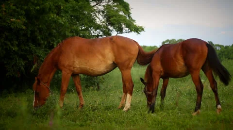 Horse Video stock 25531312