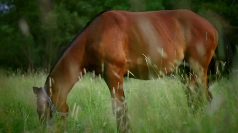 Horse Stock Footage 25531661