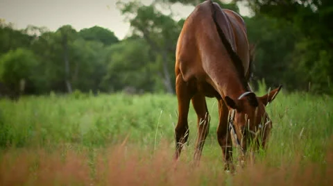 Horse Video stock 25535236