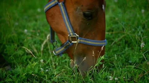 Horse Video stock 25536218