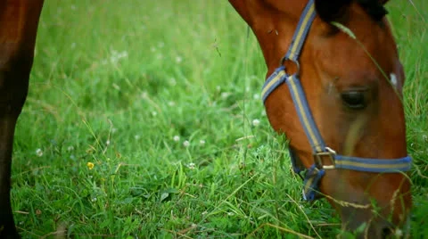 Horse Stock Footage 25536287