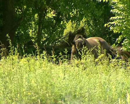 Horse Stock Footage 25563061