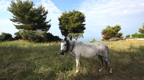 Horse Stock Footage 26022261