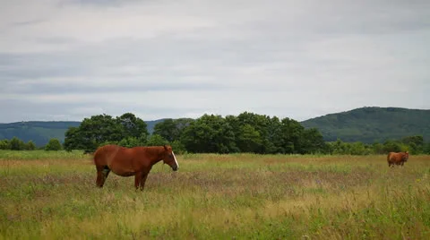 Horse Stock Footage 26585681