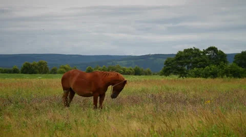 Horse Stock Footage 26601603