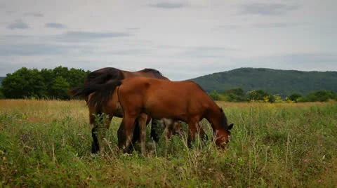 Horse Stock Footage 26629564