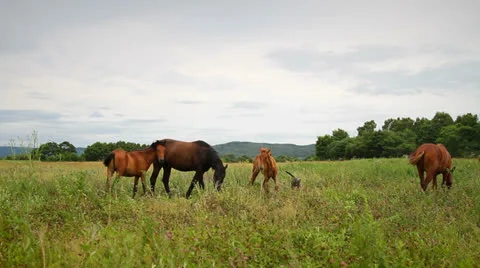 Horse Stock Footage 26635111