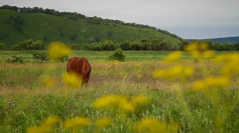 Horse Stock Footage 26638795
