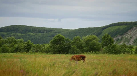 Horse Stock Footage 26712259