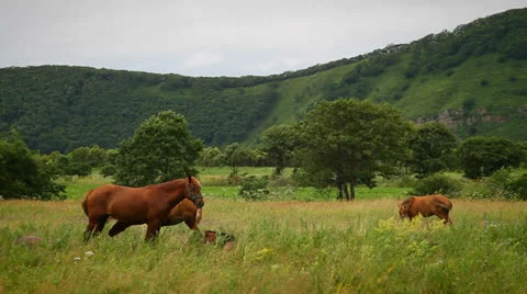 Horse Stock Footage 26713582