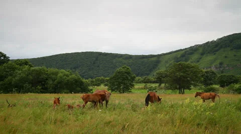 Horse Stock Footage 26716104