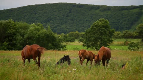 Horse Stock Footage 26718148