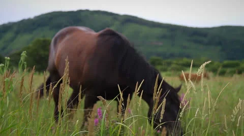 Horse Stock Footage 26719151
