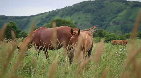 Horse Stock Footage 26720703