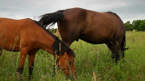 Horse Stock Footage 26721681