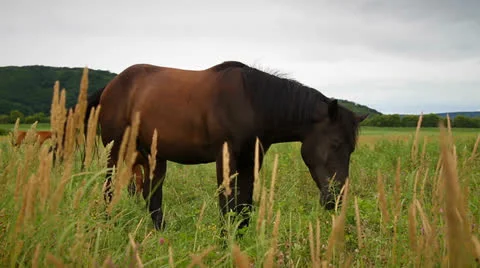 Horse Stock Footage 26724071