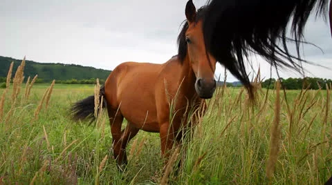 Horse Stock Footage 26724646