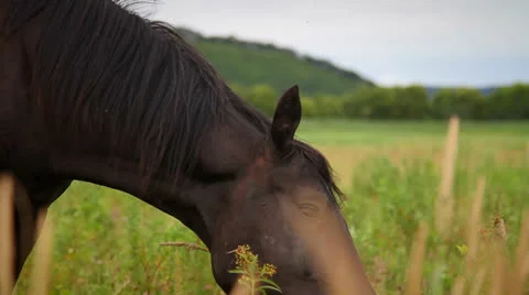 Horse Stock Footage 26725047