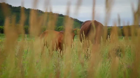 Horse Stock Footage 26726190