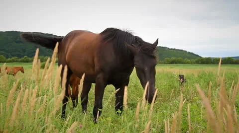 Horse Stock Footage 26727178