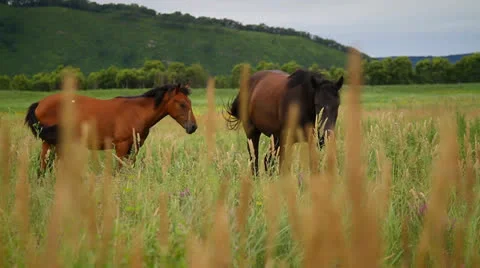 Horse Stock Footage 27015370