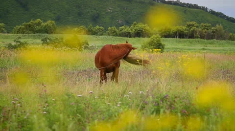 Horse Stock Footage 27016811