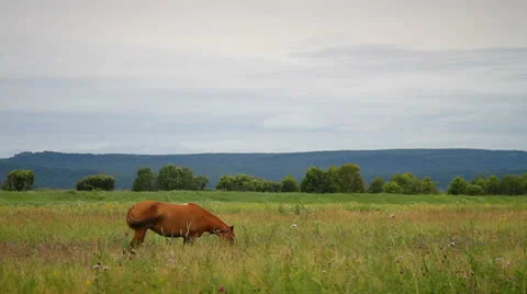Horse Stock Footage 27018545