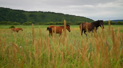 Horse Stock Footage 27020685