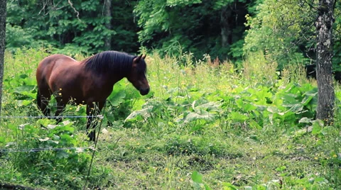 Horse Stock Footage 27607421