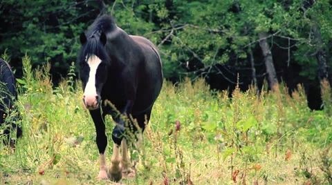 Horse Stock Footage 27613805