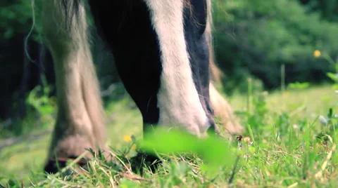 Horse Stock Footage 27620697