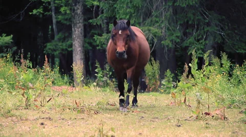 Horse Stock Footage 27622359