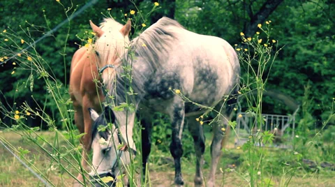 Horse Stock Footage 27626824